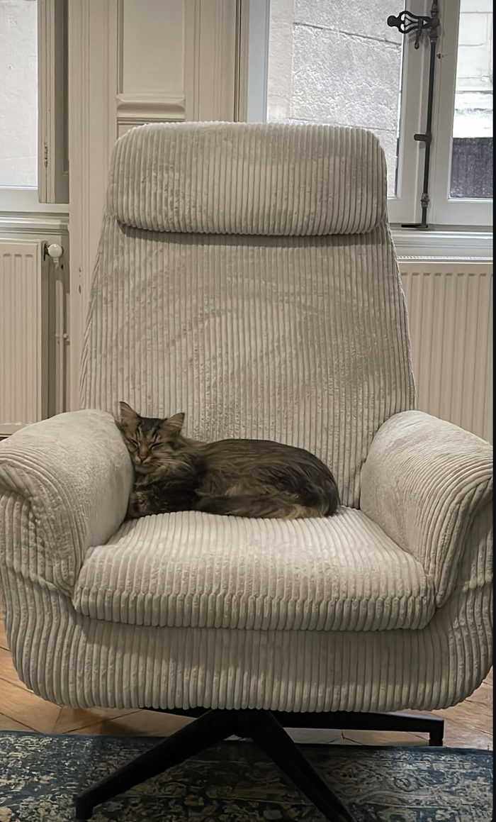 Anubis, chat co-thérapeute au cabinet d'Olivier Plancade